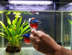 Screen Protector Hydrogel Review: Kelebihan Dibanding Tempered Glass